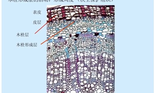 牛蒡子有什么药用网 - 牛蒡子图片药用,牛蒡子的药理作用